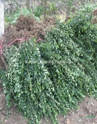 大葉扶芳藤各種規(guī)格*、扶芳藤苗木